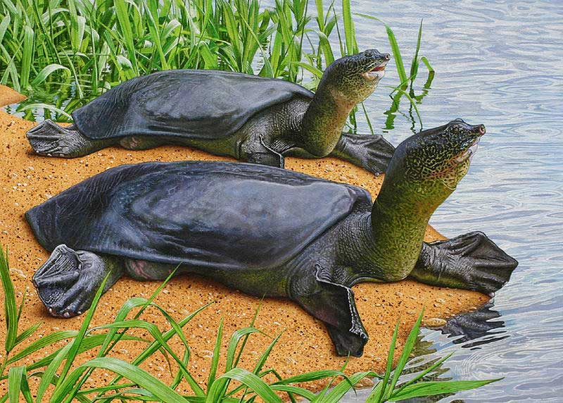 Illustrated depiction of the Yangtze giant softshell turtle. Image: Stanford.edu/Tell Hicks